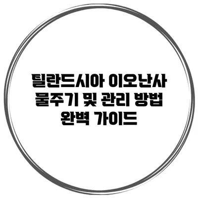 틸란드시아 이오난사 물주기 및 관리 방법 완벽 가이드