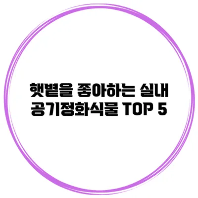 햇볕을 좋아하는 실내 공기정화식물 TOP 5